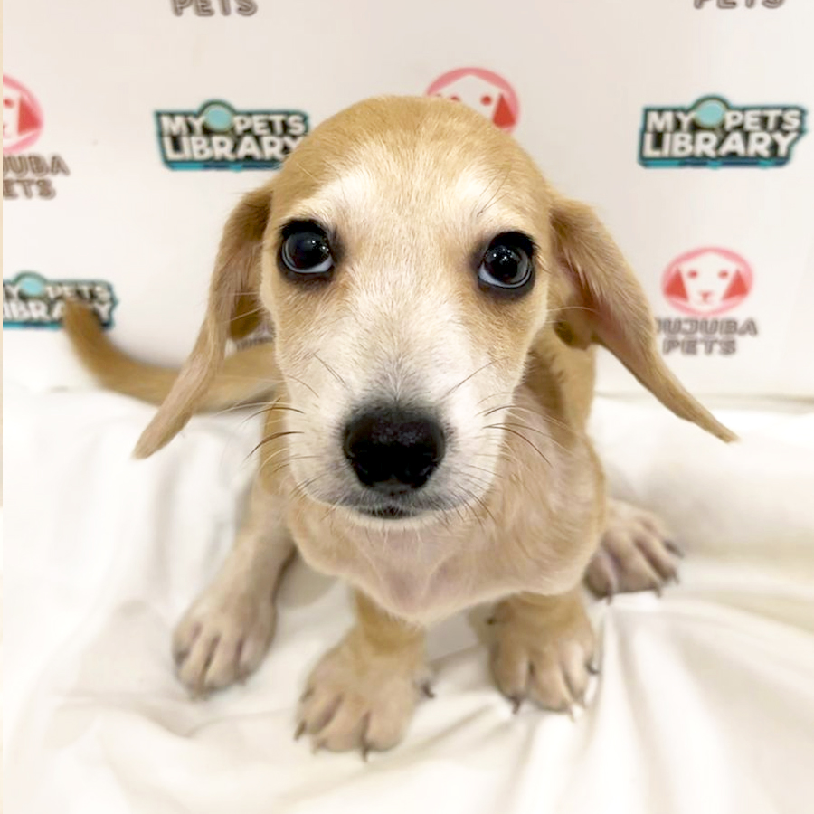 Dachshund Puppy