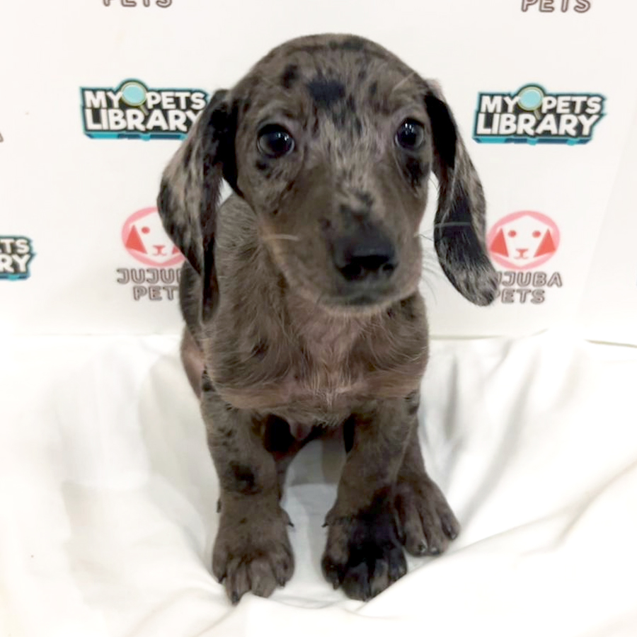 Dachshund Puppy