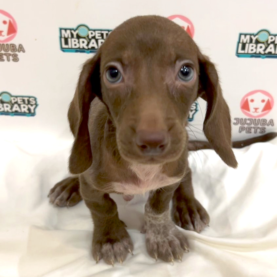 Dachshund Puppy
