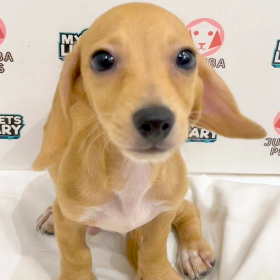 Dachshund Puppy
