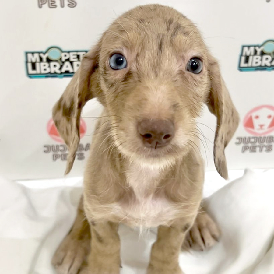 Dachshund Puppy