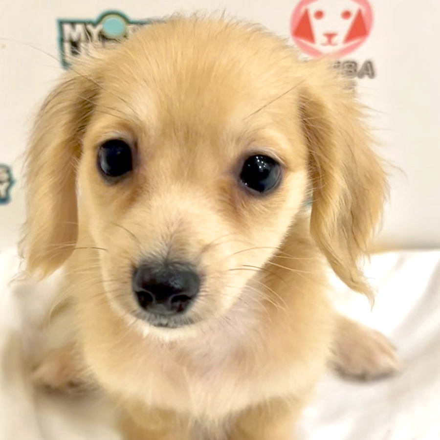 Long Hair Dachshund Puppy
