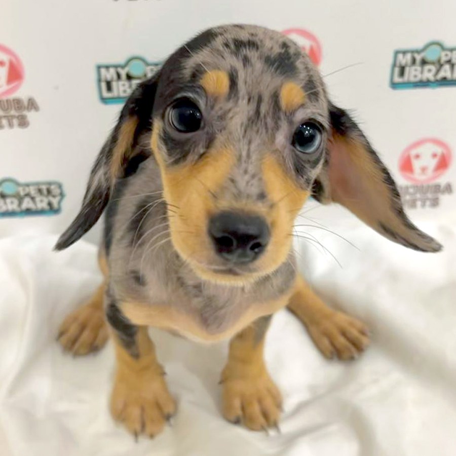 Dachshund Puppy