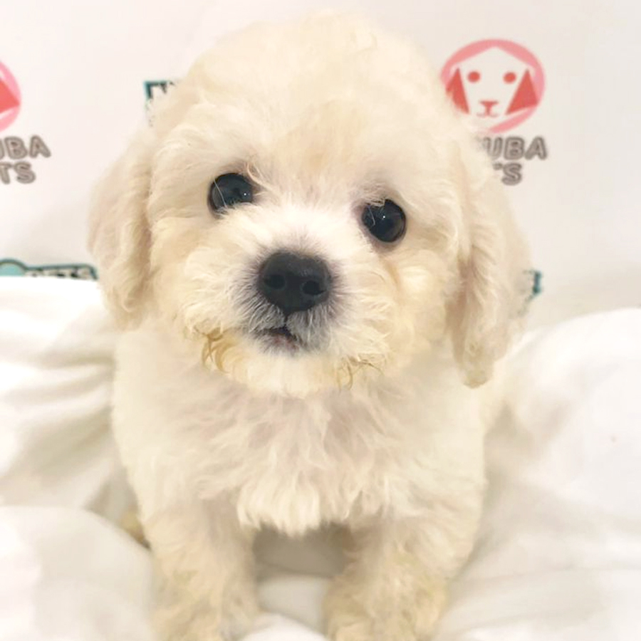 Toy Poodle Puppy