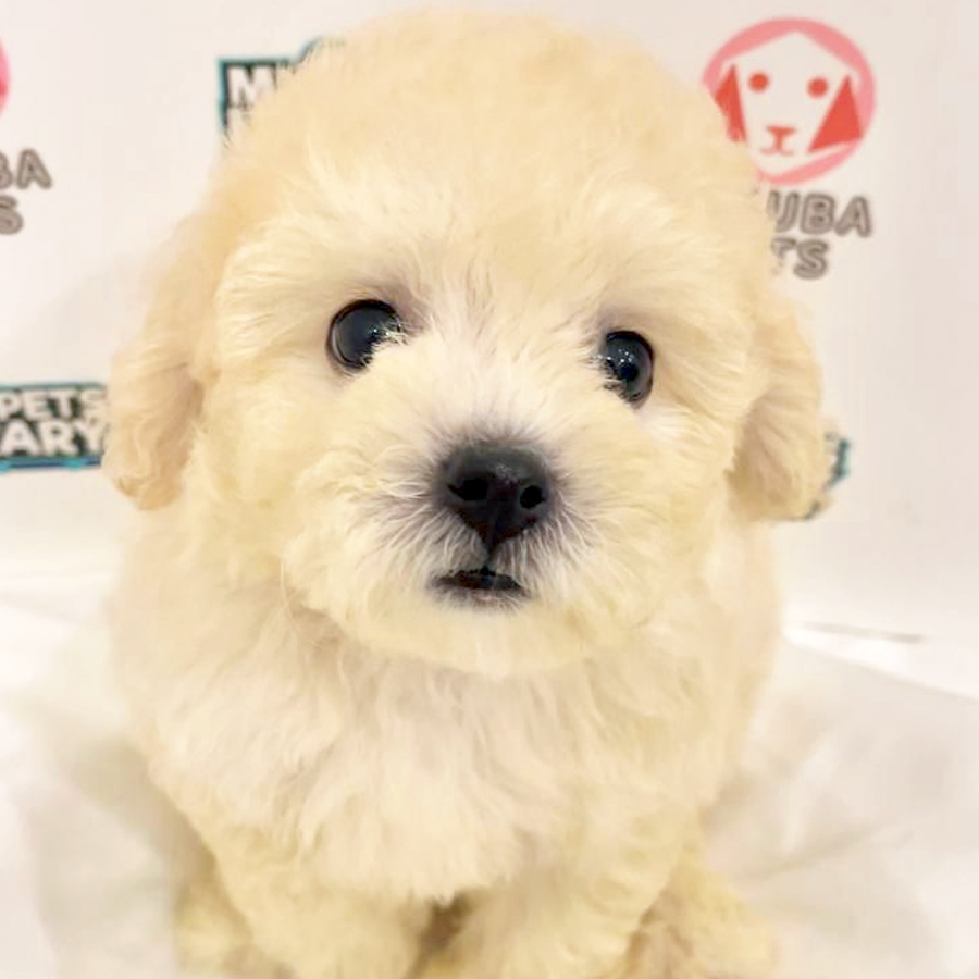 Toy Poodle Puppy