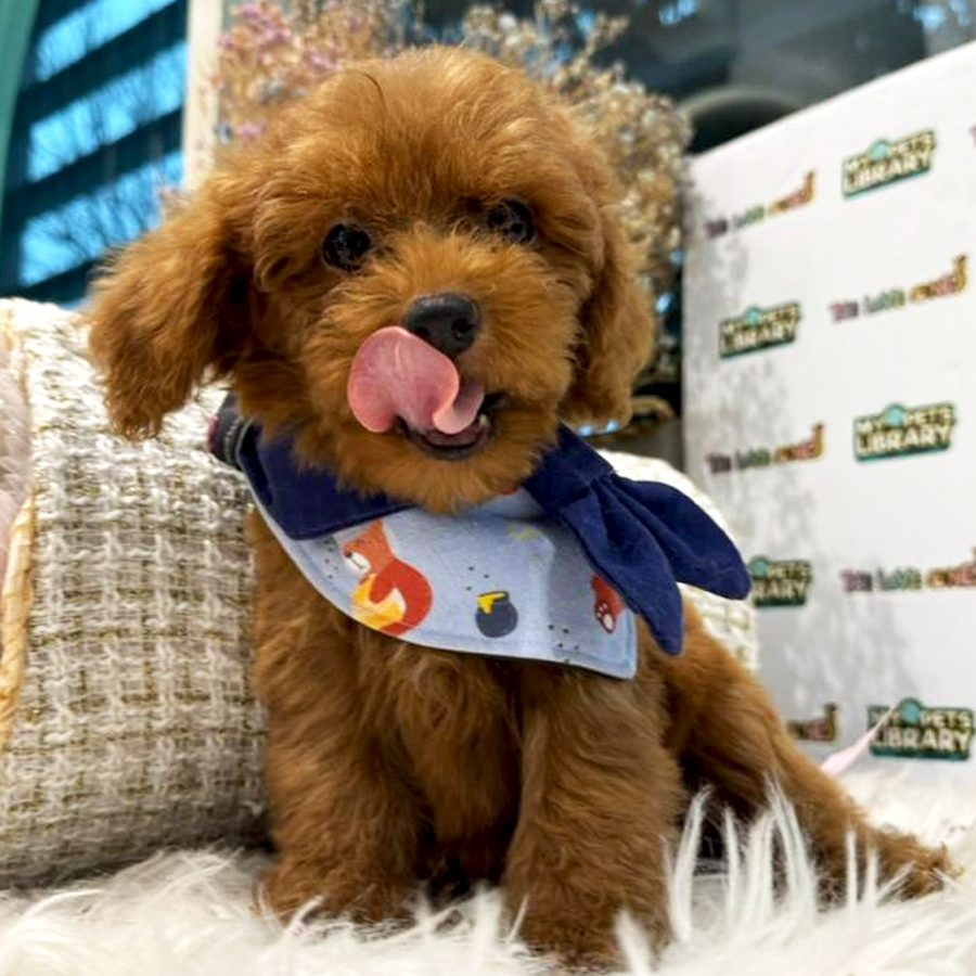 Tiny Toy Poodle Puppy