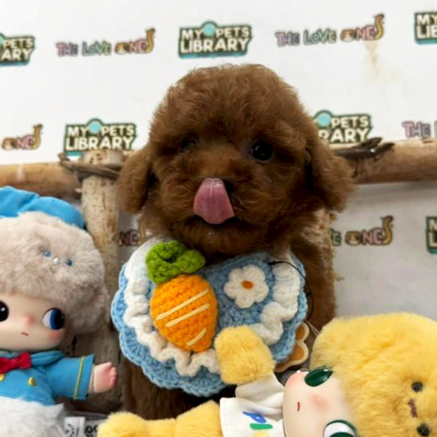 Tiny Toy Poodle Puppy