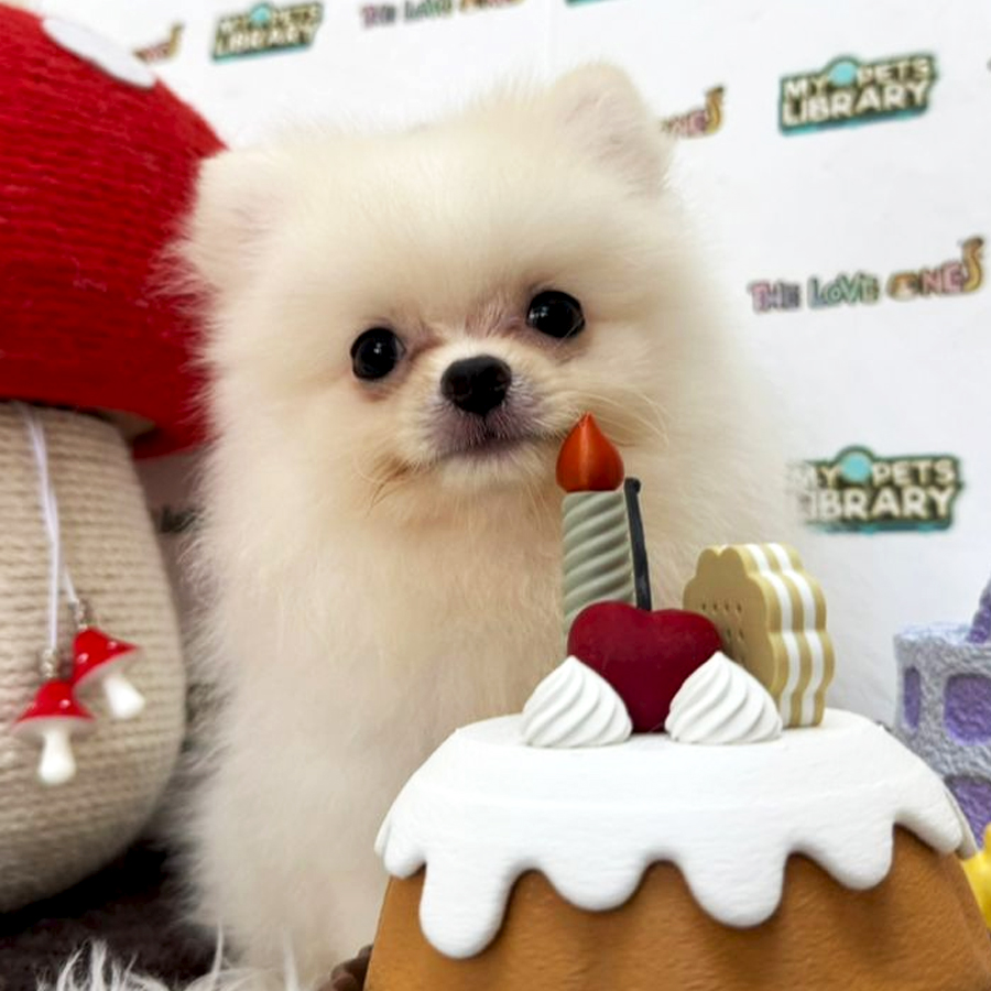 Tiny Pomeranian Puppy