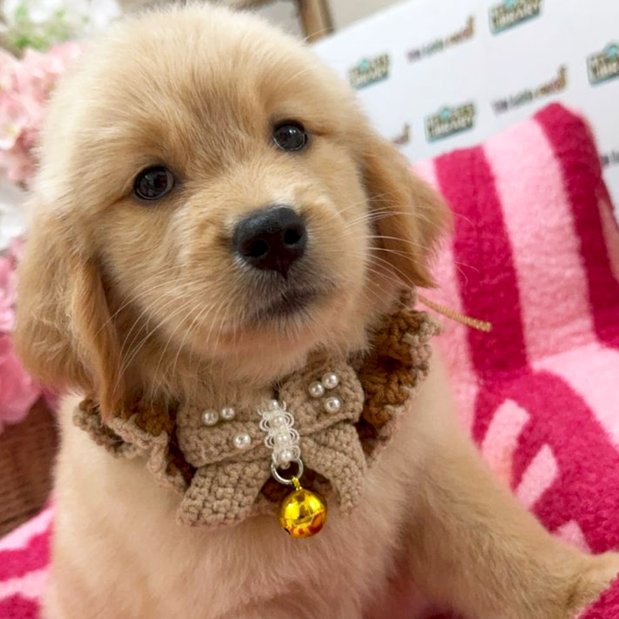 Golden Retriever Puppy