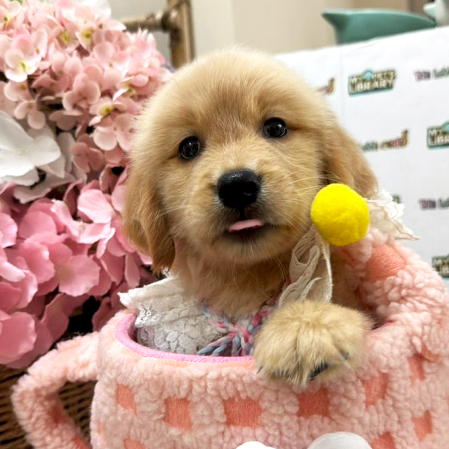 Golden Retriever Puppy