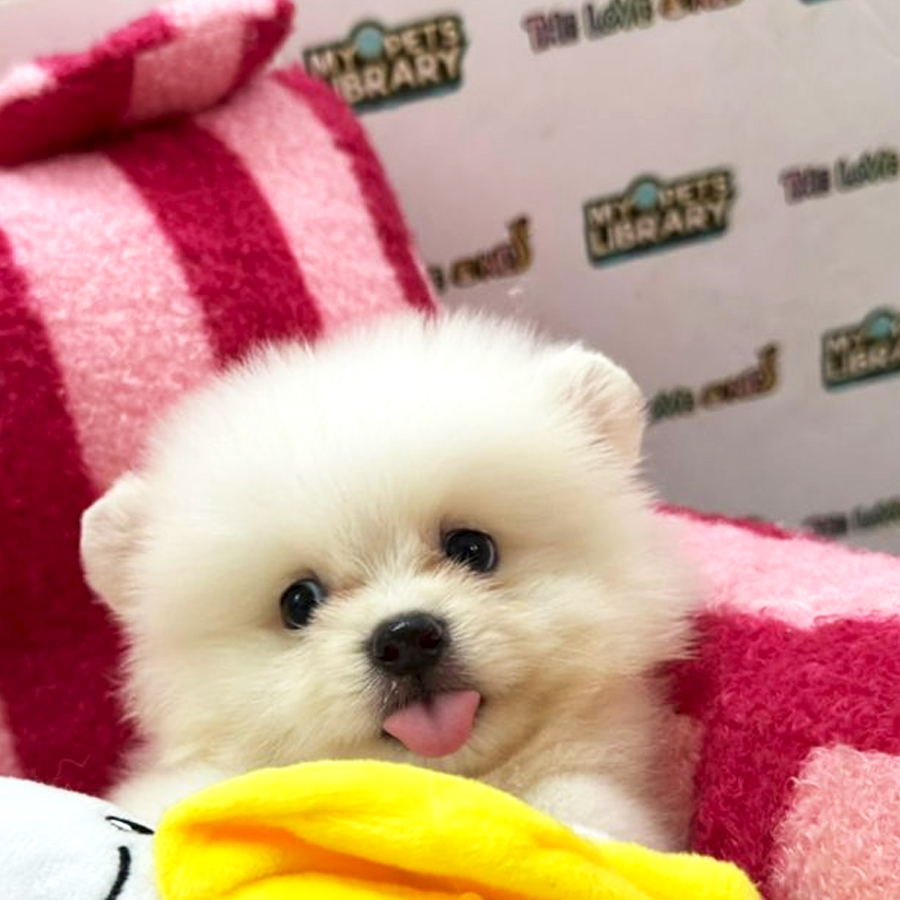 Tiny Pomeranian Puppy