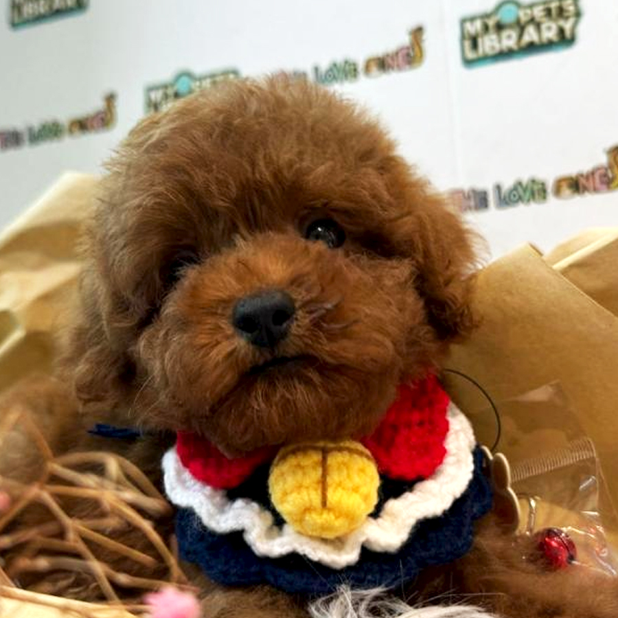 Tiny Toy Poodle Puppy