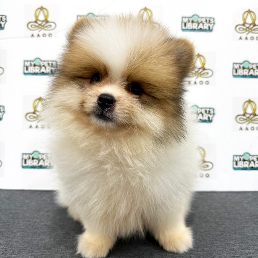 Pomeranian Puppy