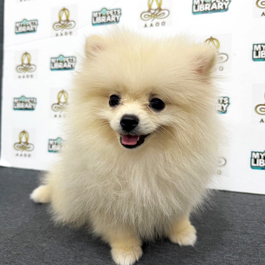 Pomeranian Puppy