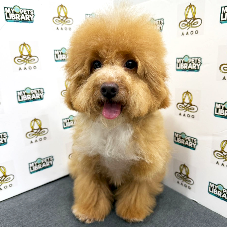 Toy Poodle Puppy