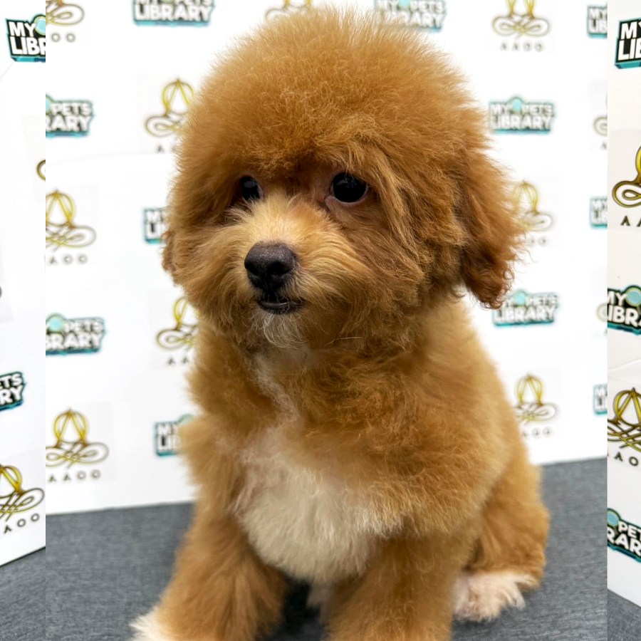 Toy Poodle Puppy