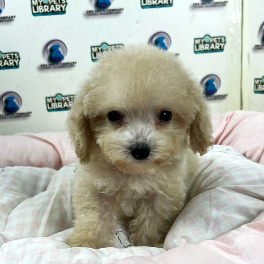 Maltipoo Puppy