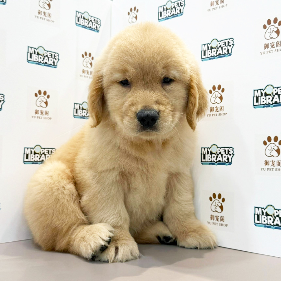 Golden Retriever Puppy