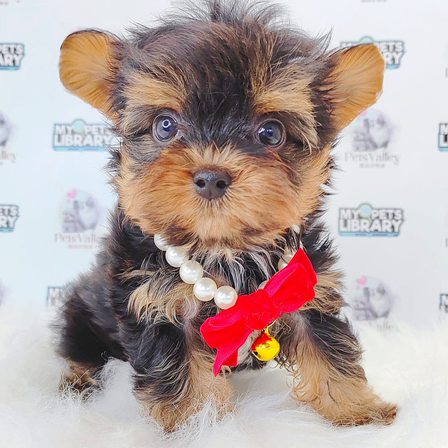 Yorkshire Terrier Puppy