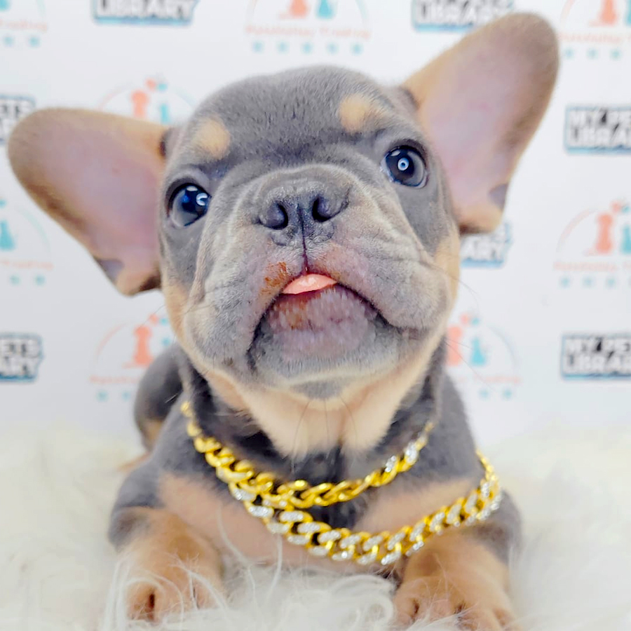 French Bulldog Puppy