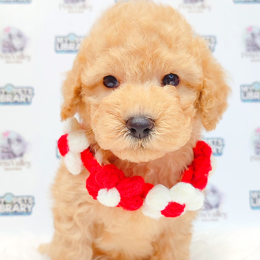 Toy Poodle Puppy