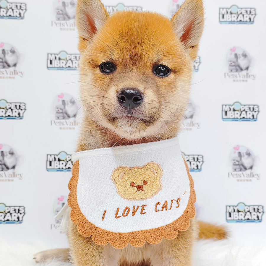 Mame Shiba Inu Puppy
