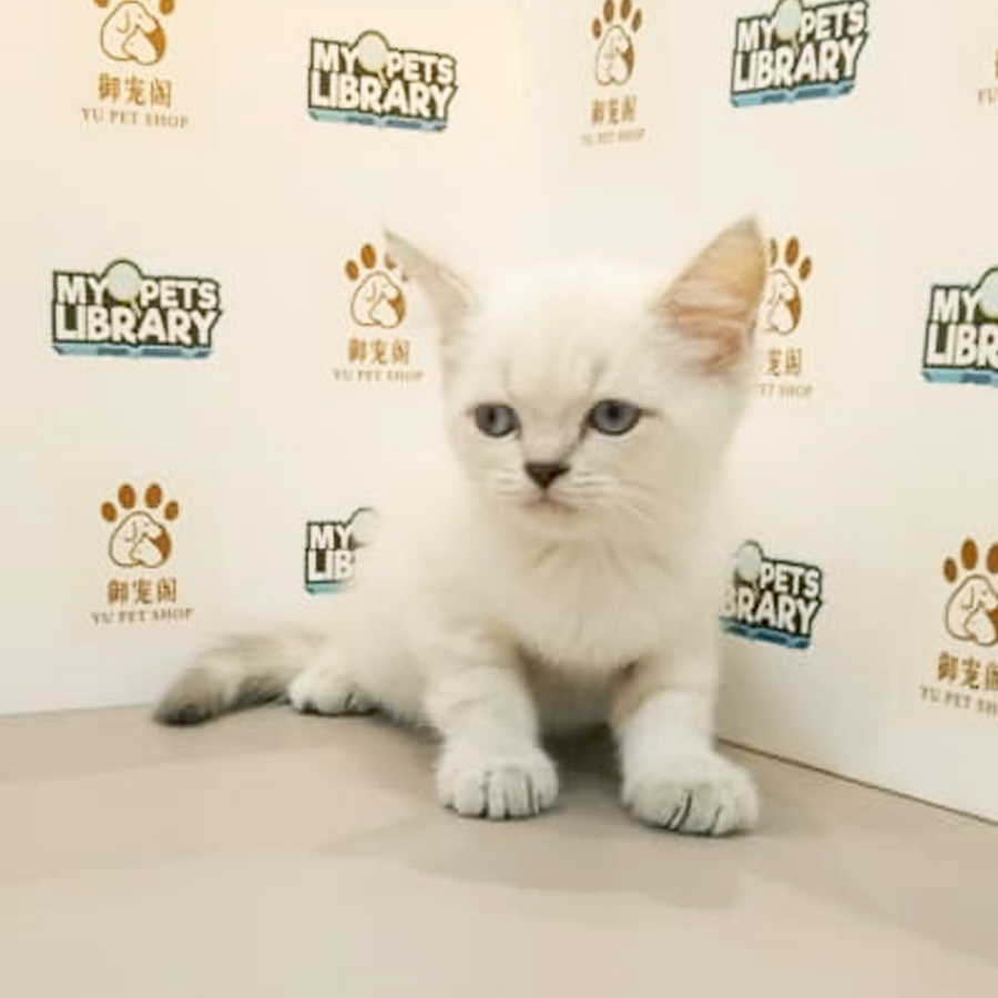 British Shorthair Kitten
