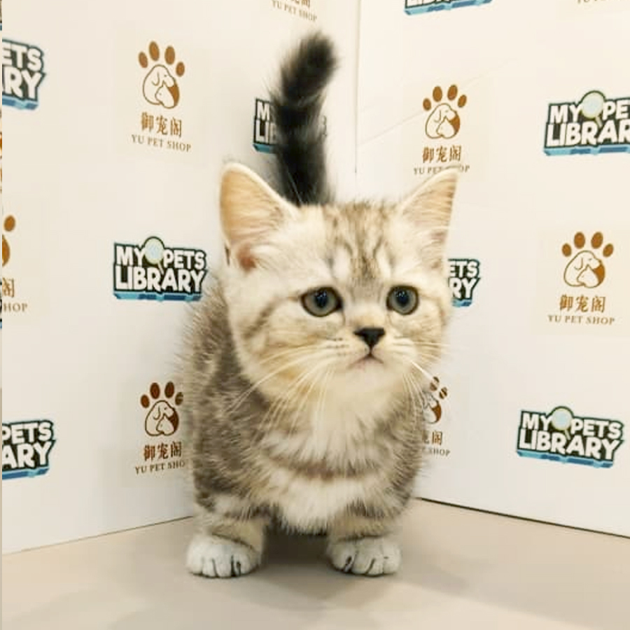 British Shorthair Kitten