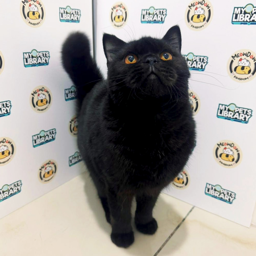 British Shorthair Kitten