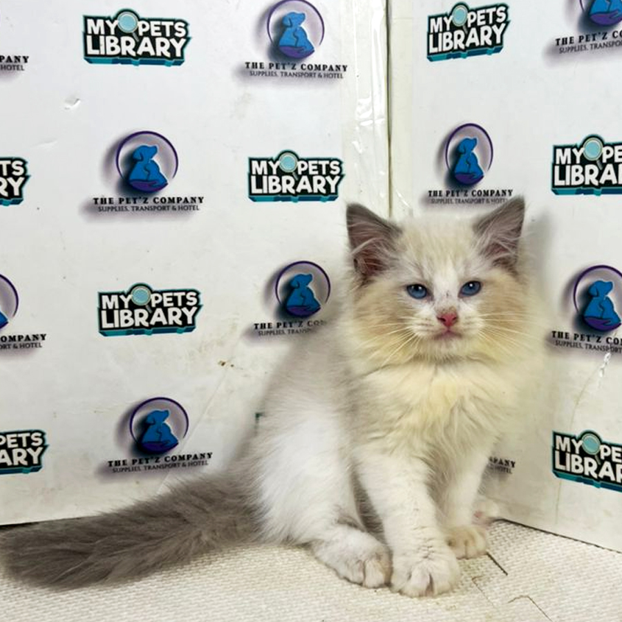 Ragdoll Kitten
