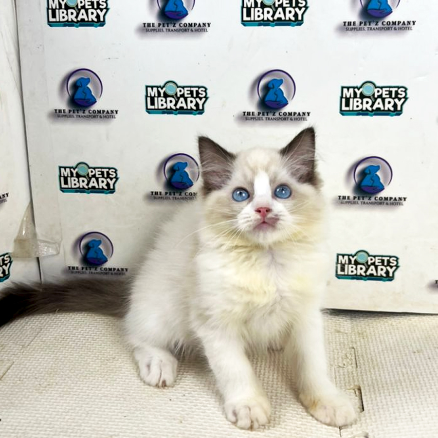Ragdoll Kitten