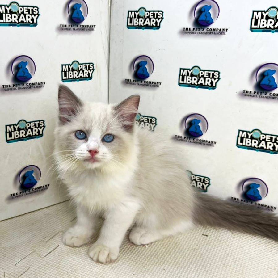 Ragdoll Kitten