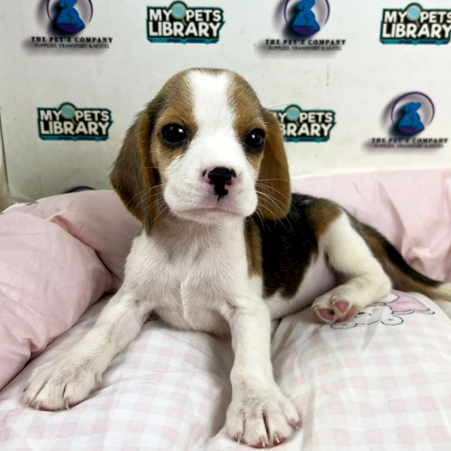 Beagle Puppy