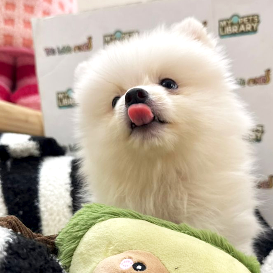 Tiny Pomeranian Puppy