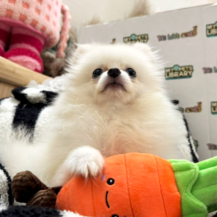 Tiny Pomeranian Puppy