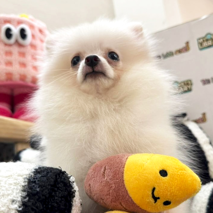 Tiny Pomeranian Puppy