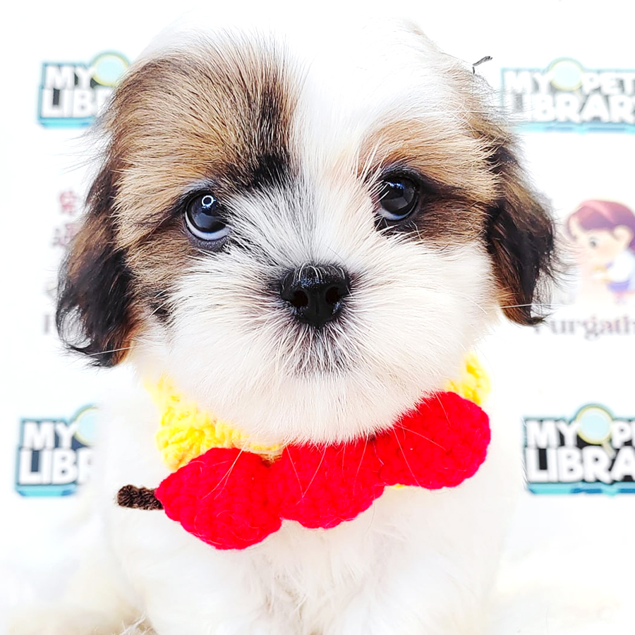 Shih Tzu Puppy