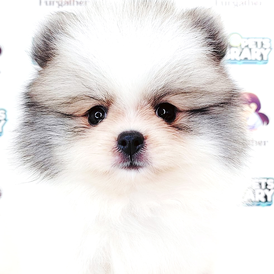 Tiny Pomeranian Puppy