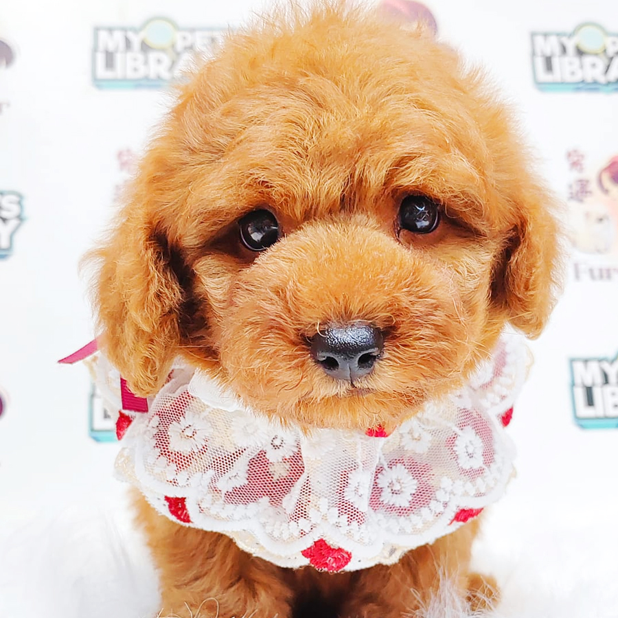 Poodle Puppy