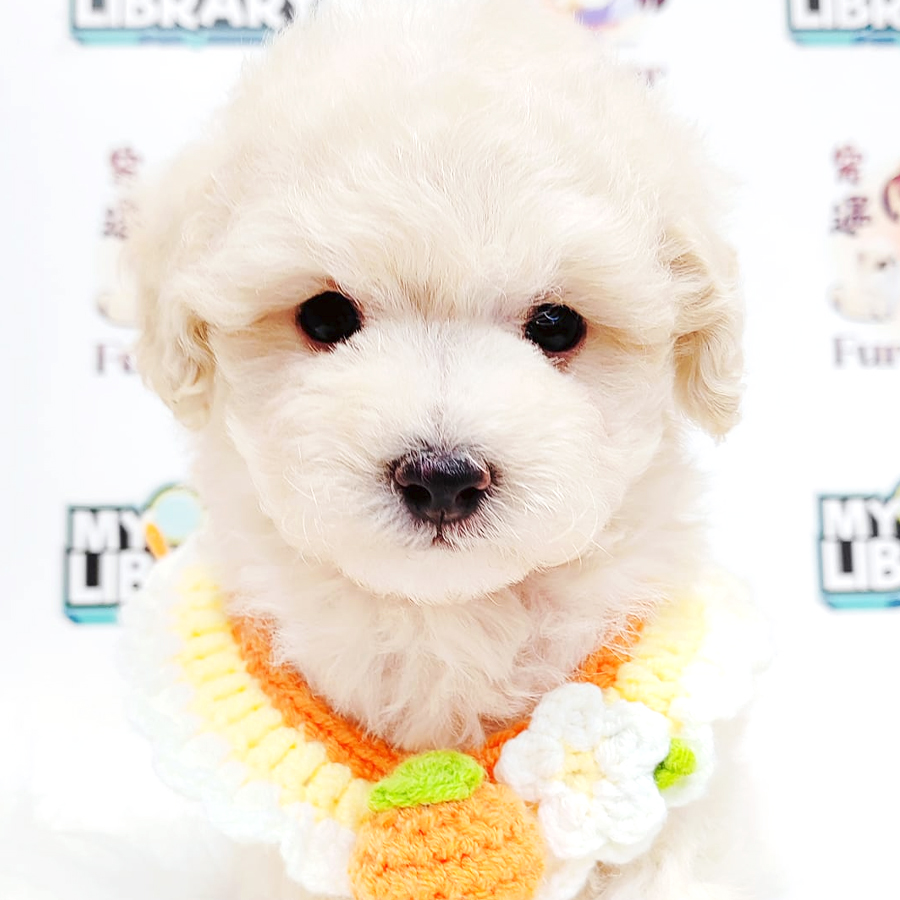 Maltipoo Puppy