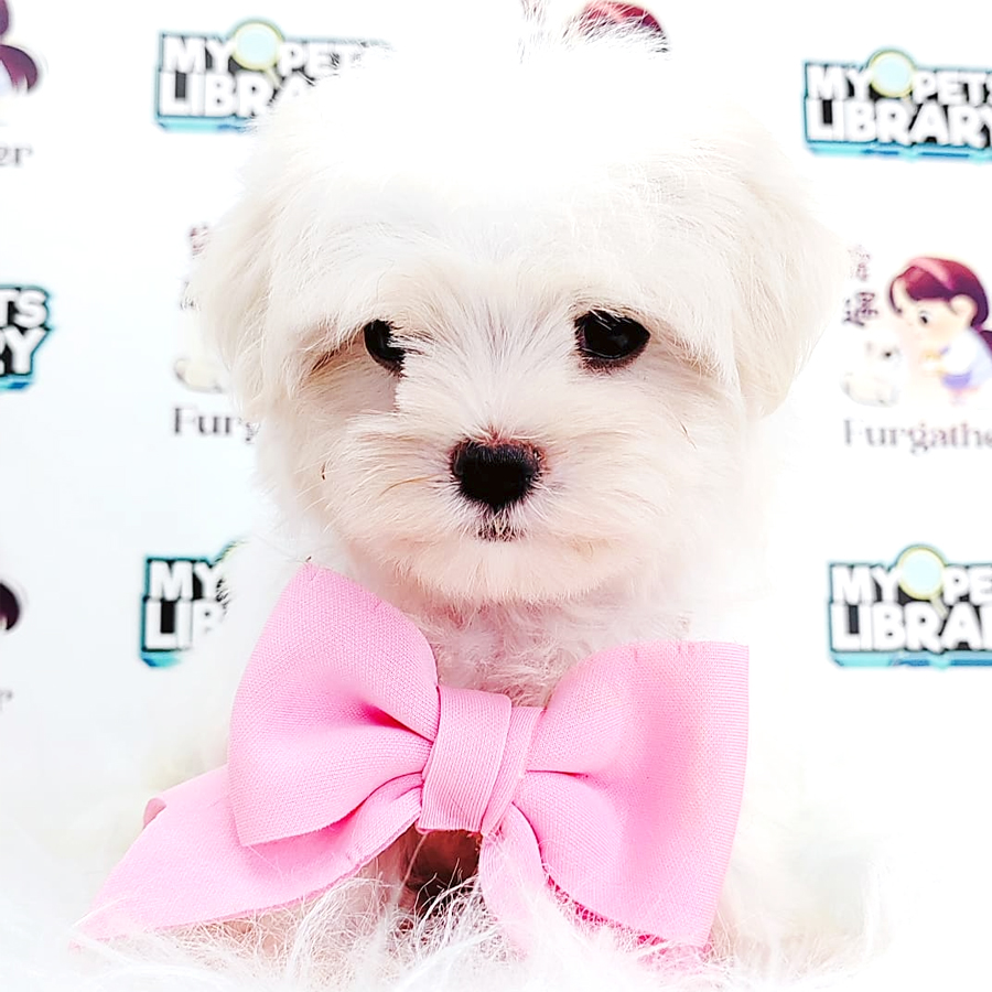 Maltese Puppy
