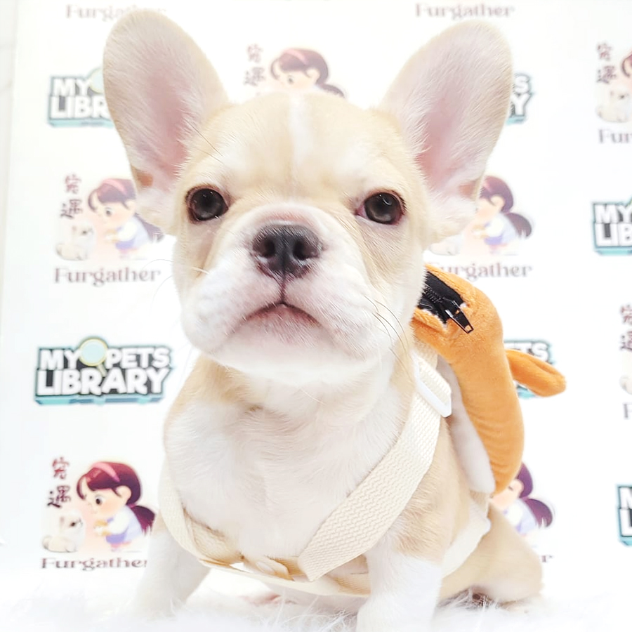 French Bulldog Puppy
