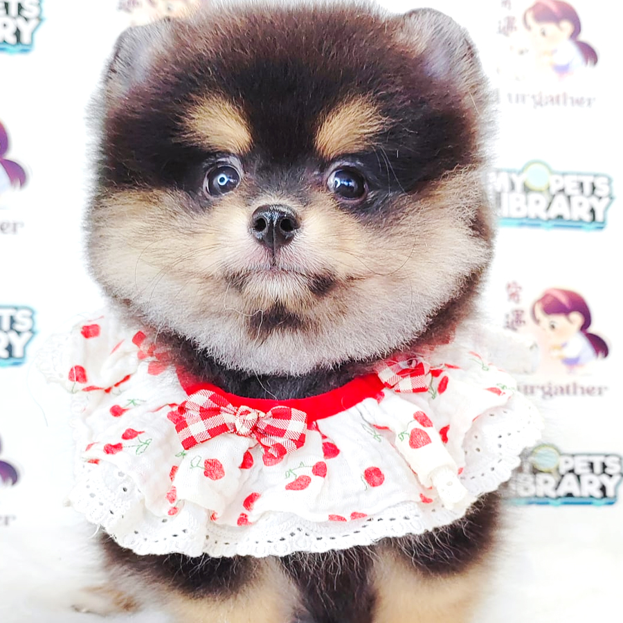 Tiny Pomeranian Puppy