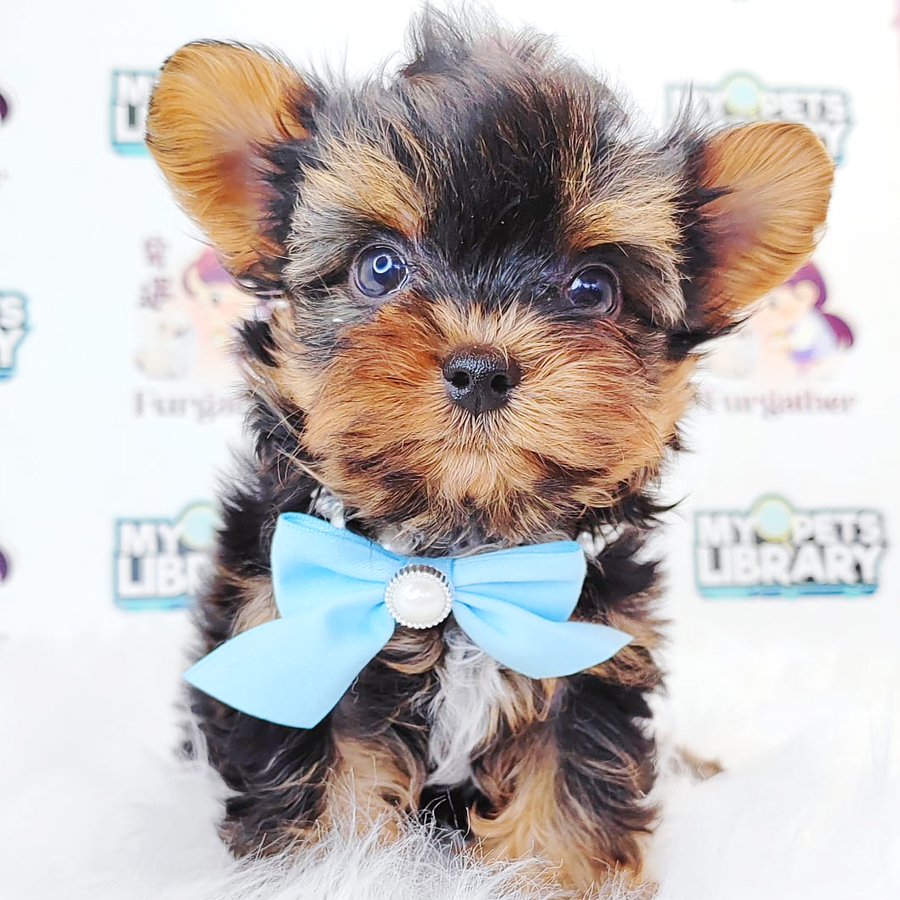 Yorkshire Terrier Puppy