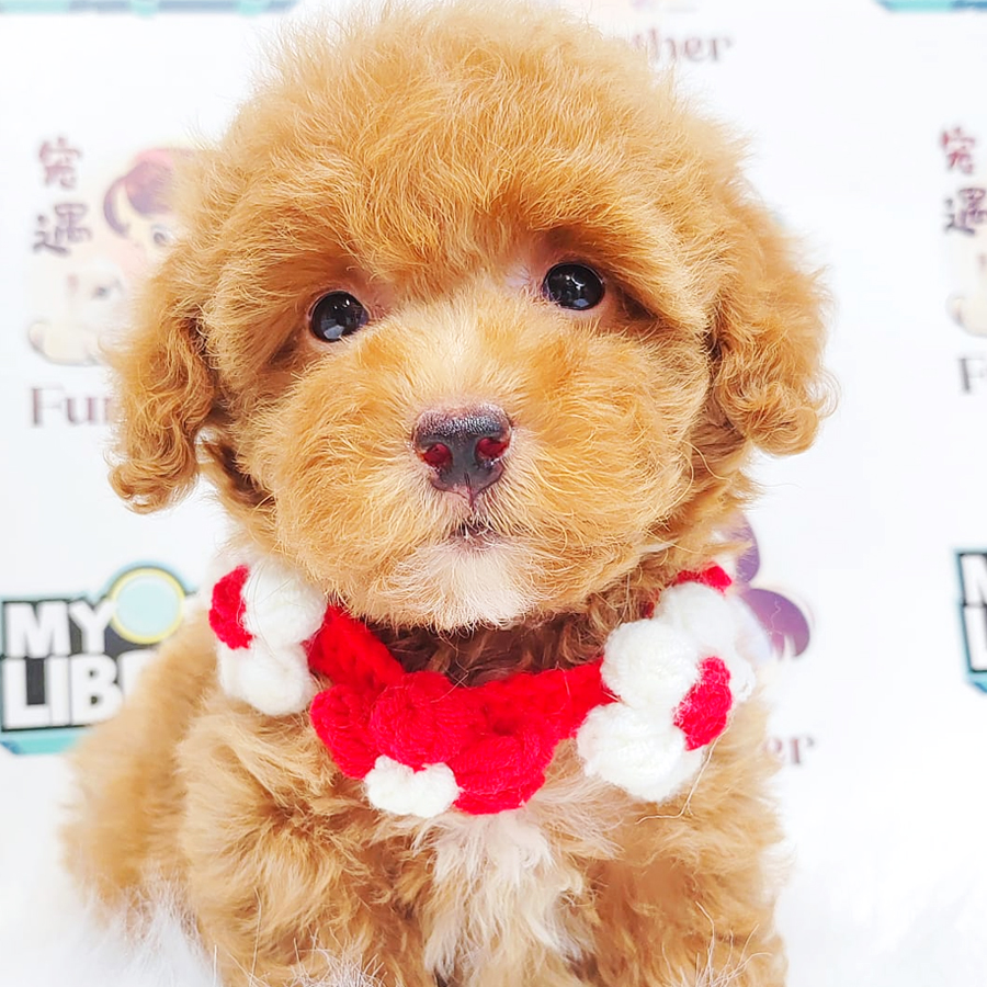 Poodle Puppy