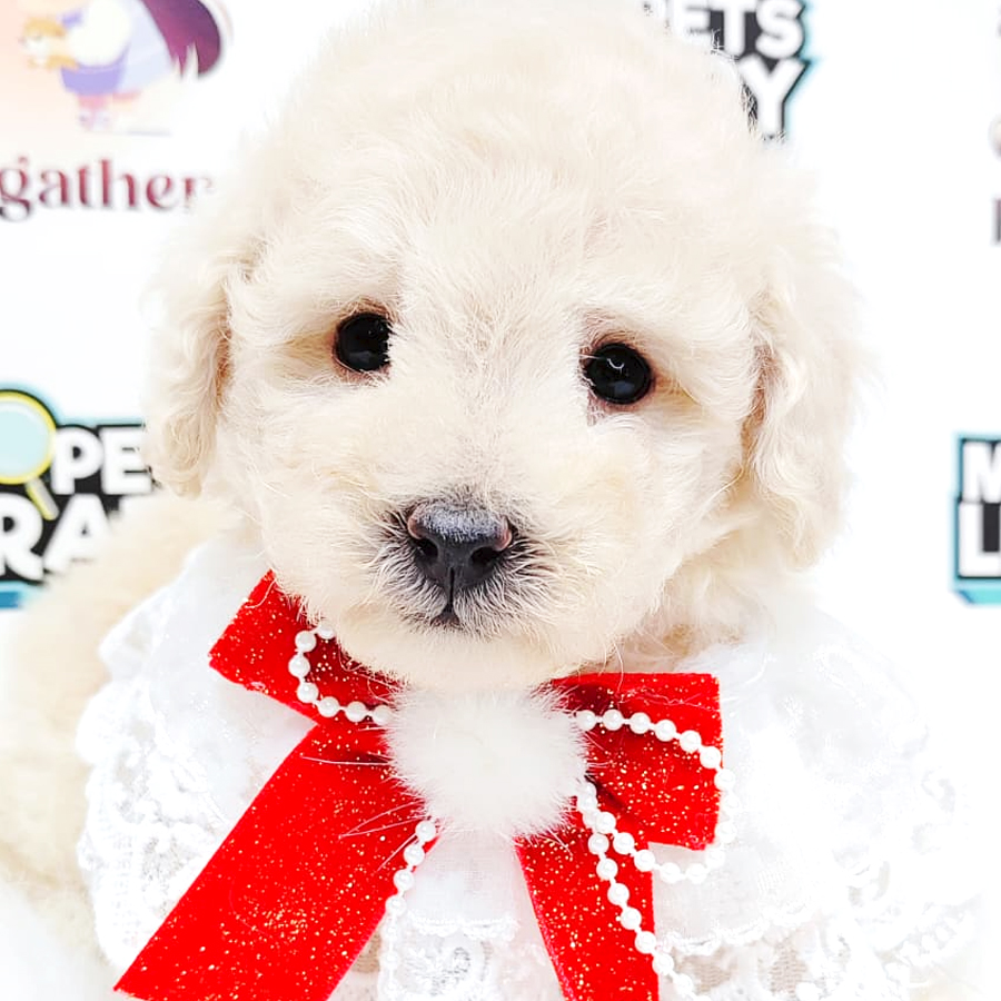 Maltipoo Puppy