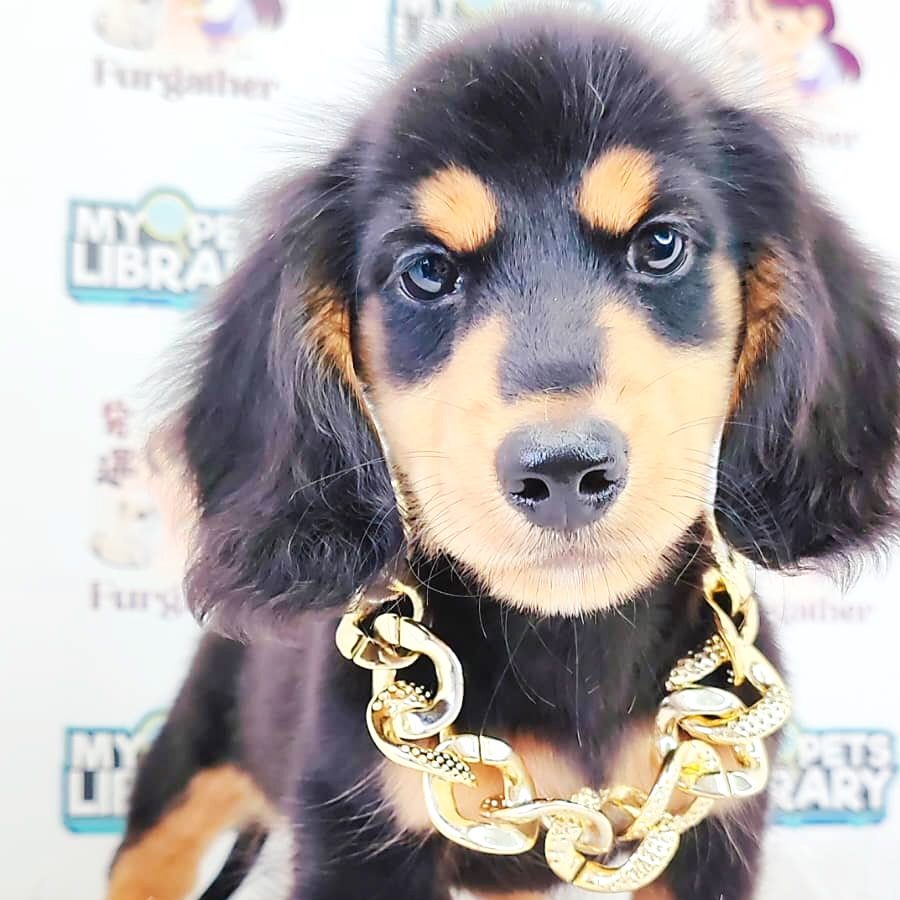 Long Coat Dachshund Puppy
