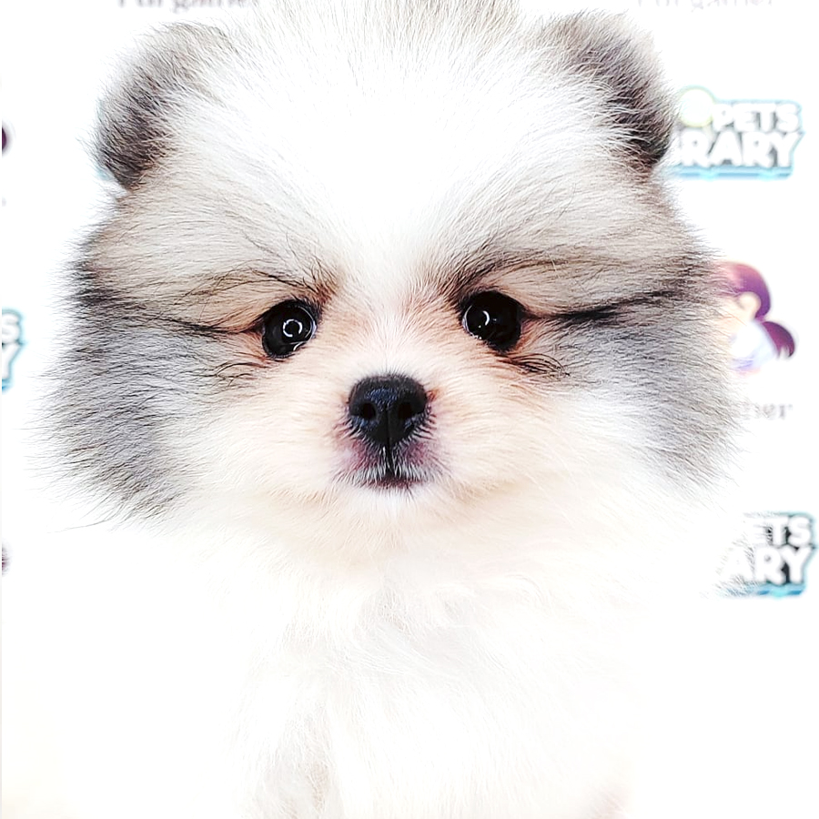 Tiny Pomeranian Puppy
