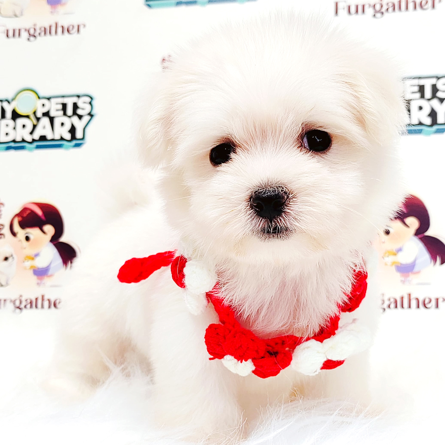 Maltese Puppy