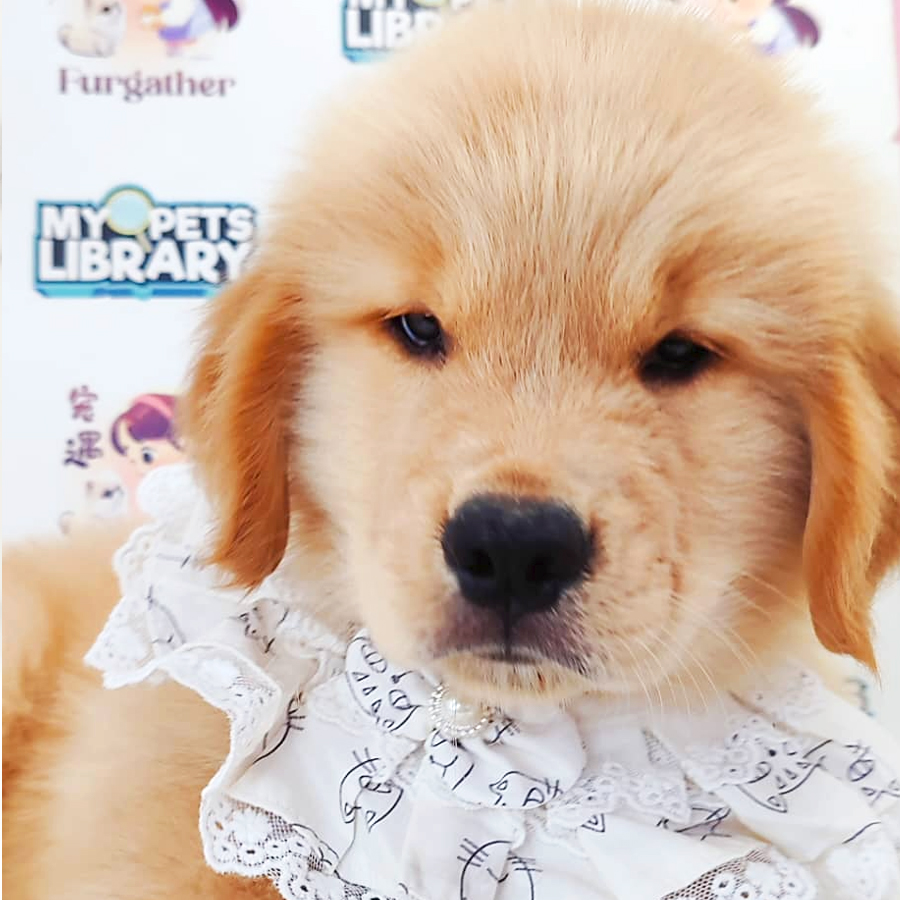 Golden Retriever Puppy